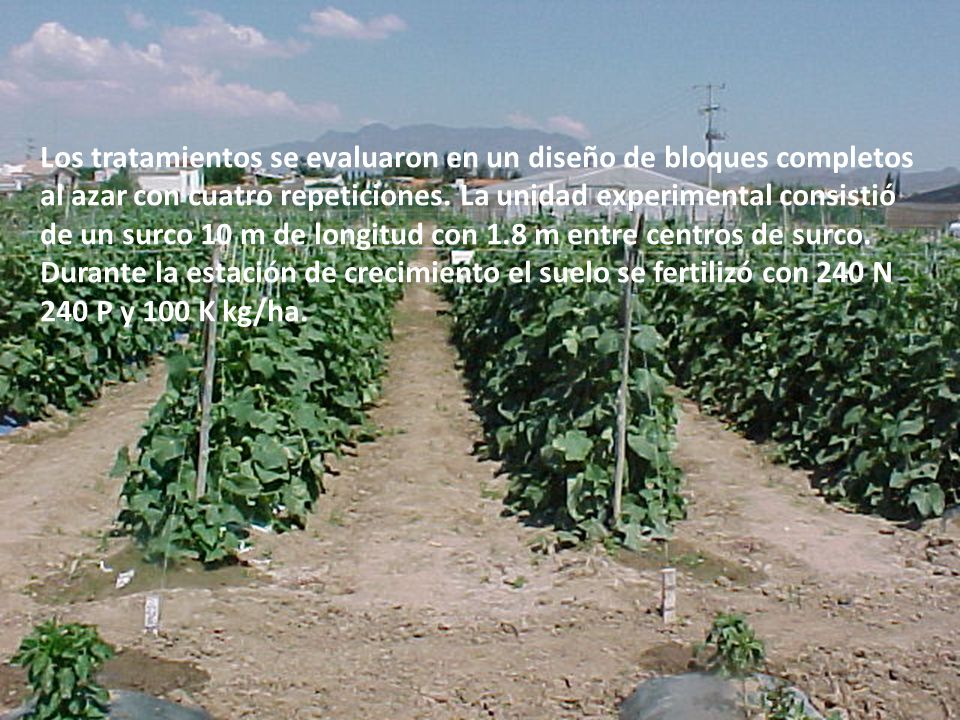 Los tratamientos se evaluaron en un diseño de bloques completos al azar con cuatro repeticiones.