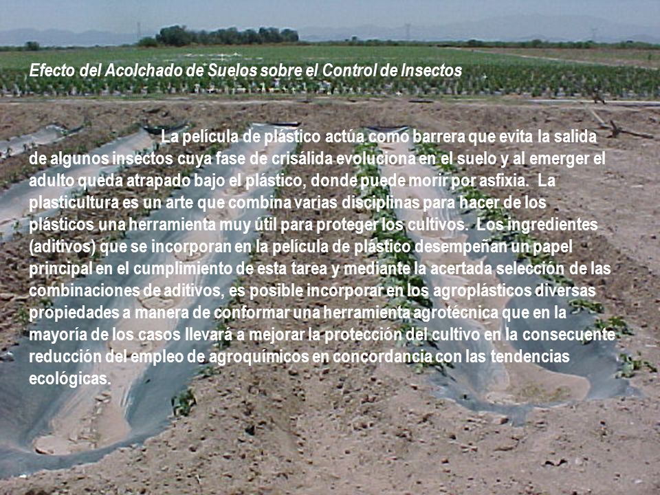 Efecto del Acolchado de Suelos sobre el Control de Insectos