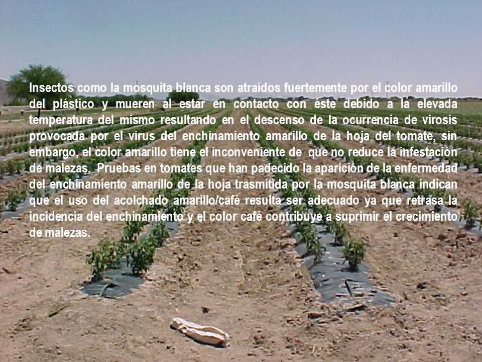 Insectos como la mosquita blanca son atraídos fuertemente por el color amarillo del plástico y mueren al estar en contacto con éste debido a la elevada temperatura del mismo resultando en el descenso de la ocurrencia de virosis provocada por el virus del enchinamiento amarillo de la hoja del tomate, sin embargo, el color amarillo tiene el inconveniente de que no reduce la infestación de malezas.