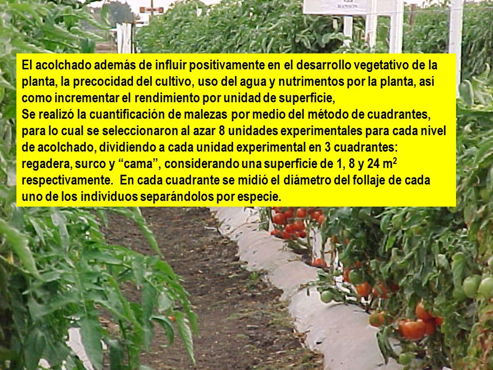 El acolchado además de influir positivamente en el desarrollo vegetativo de la planta, la precocidad del cultivo, uso del agua y nutrimentos por la planta, así como incrementar el rendimiento por unidad de superficie,
