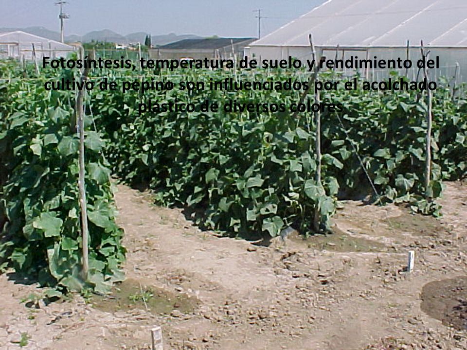 Fotosíntesis, temperatura de suelo y rendimiento del cultivo de pepino son influenciados por el acolchado plástico de diversos colores