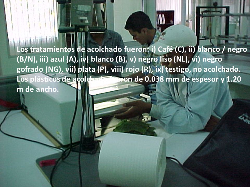 Los tratamientos de acolchado fueron: i) Café (C), ii) blanco / negro (B/N), iii) azul (A), iv) blanco (B), v) negro liso (NL), vi) negro gofrado (NG), vii) plata (P), viii) rojo (R), ix) testigo, no acolchado.