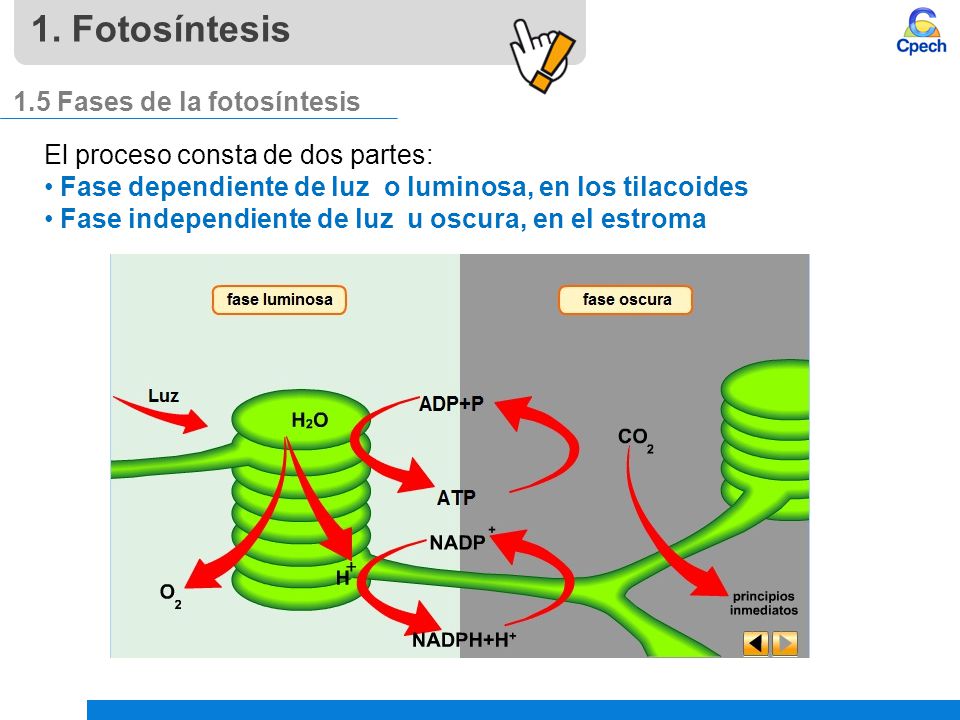 1. Fotosíntesis 1.5 Fases de la fotosíntesis
