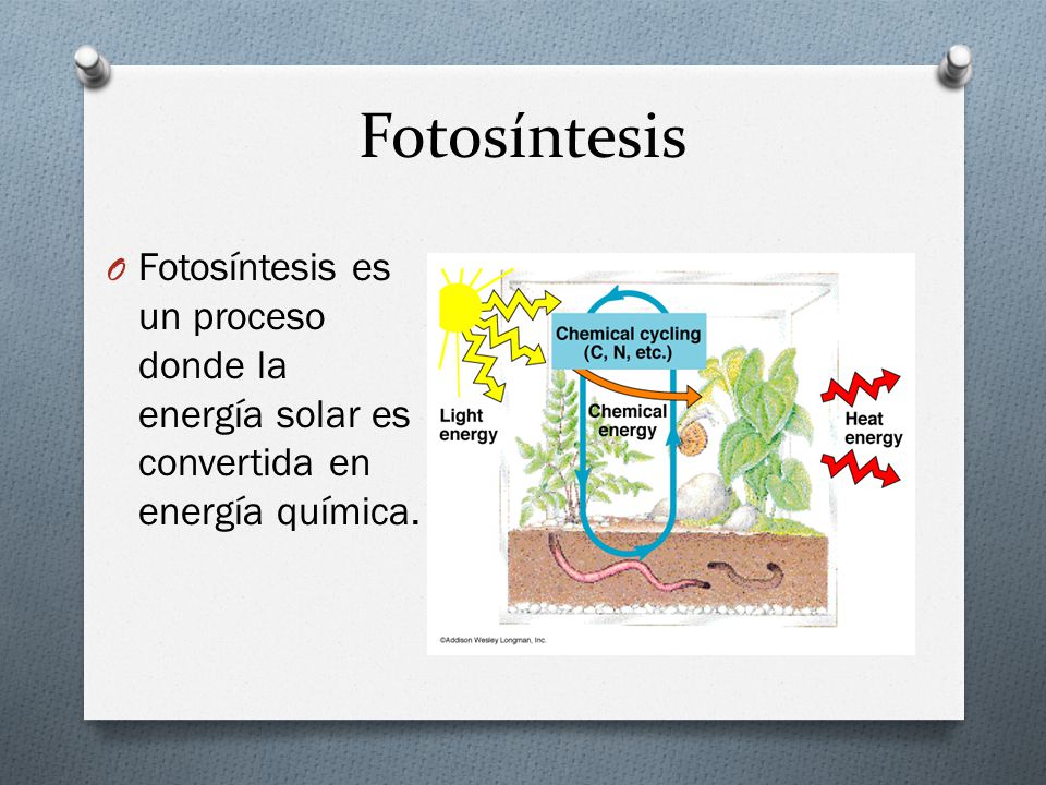 Fotosíntesis Fotosíntesis es un proceso donde la energía solar es convertida en energía química.