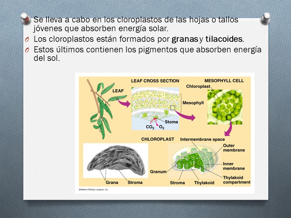 Se lleva a cabo en los cloroplastos de las hojas o tallos jóvenes que absorben energía solar.