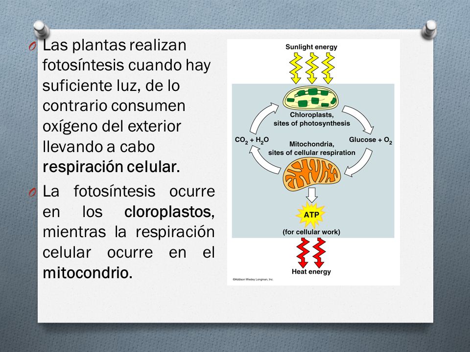 Las plantas realizan fotosíntesis cuando hay suficiente luz, de lo contrario consumen oxígeno del exterior llevando a cabo respiración celular.