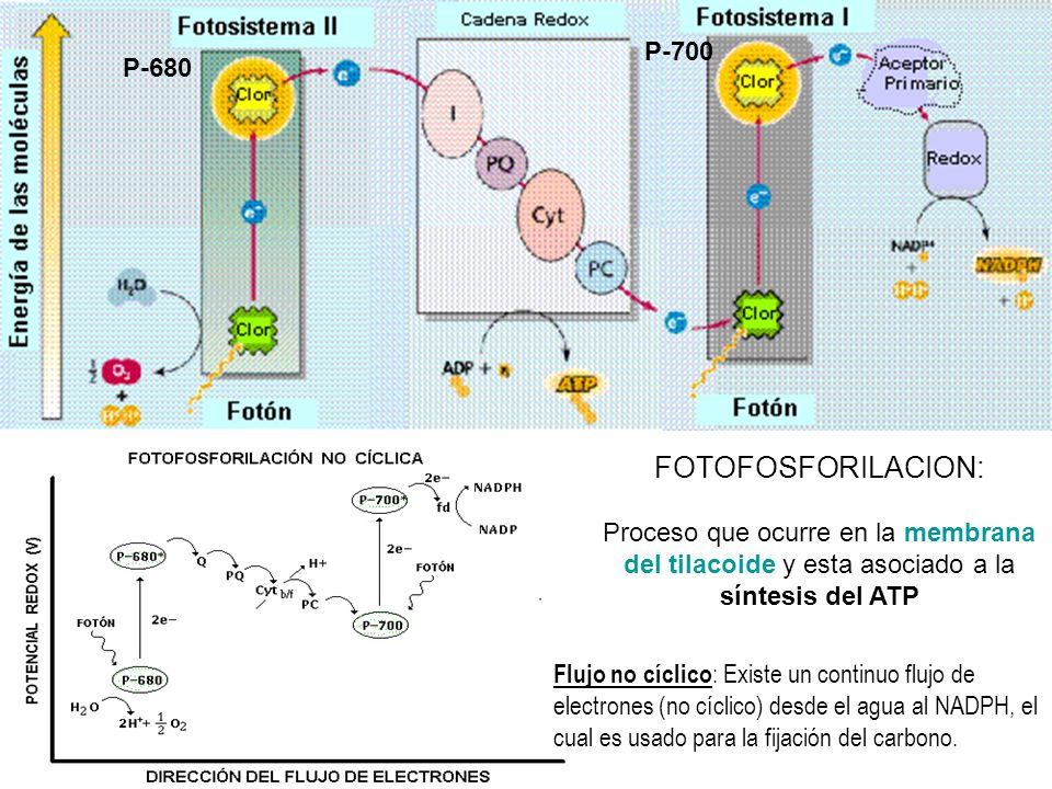 FOTOFOSFORILACION: P-700 P-680