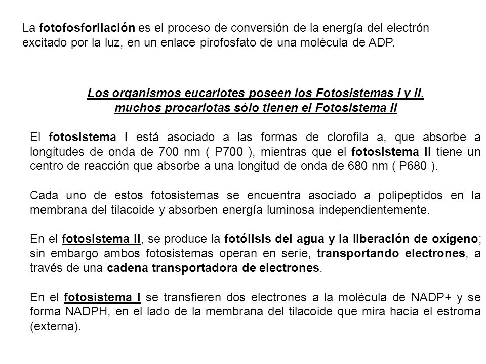 Los organismos eucariotes poseen los Fotosistemas I y II.