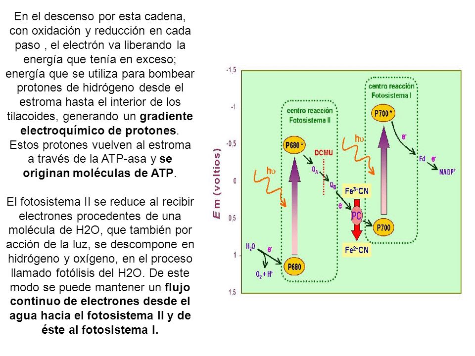 En el descenso por esta cadena, con oxidación y reducción en cada paso , el electrón va liberando la energía que tenía en exceso; energía que se utiliza para bombear protones de hidrógeno desde el estroma hasta el interior de los tilacoides, generando un gradiente electroquímico de protones. Estos protones vuelven al estroma a través de la ATP-asa y se originan moléculas de ATP.