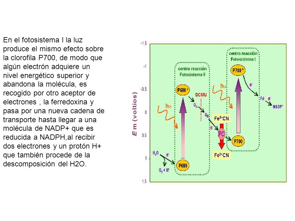 En el fotosistema I la luz produce el mismo efecto sobre la clorofila P700, de modo que algún electrón adquiere un nivel energético superior y abandona la molécula, es recogido por otro aceptor de electrones , la ferredoxina y pasa por una nueva cadena de transporte hasta llegar a una molécula de NADP+ que es reducida a NADPH,al recibir dos electrones y un protón H+ que también procede de la descomposición del H2O.