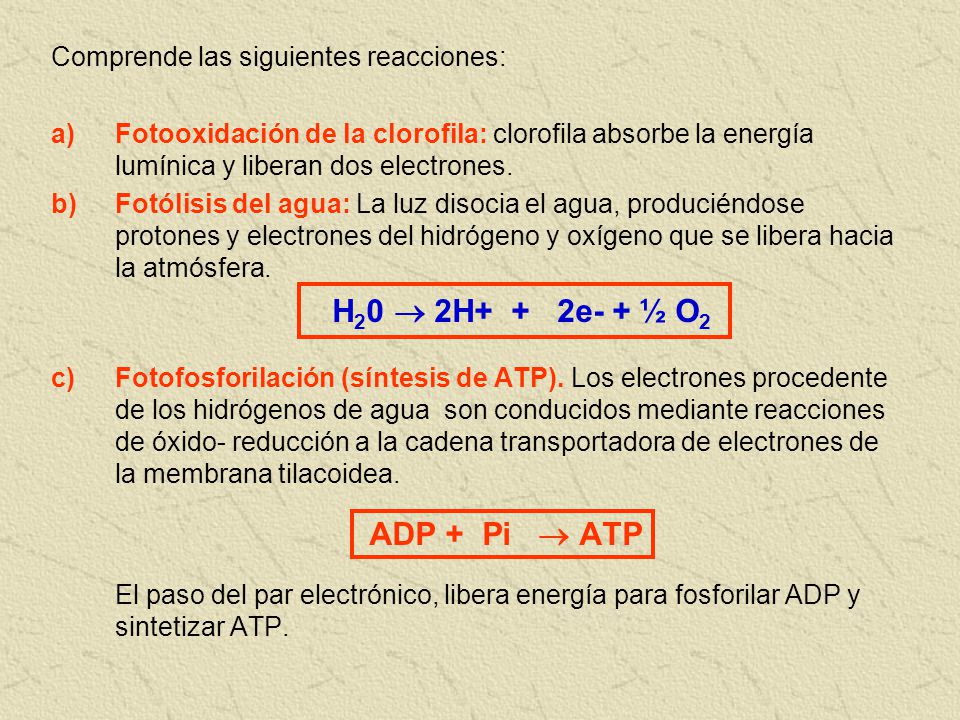 H20  2H+ + 2e- + ½ O2 ADP + Pi  ATP