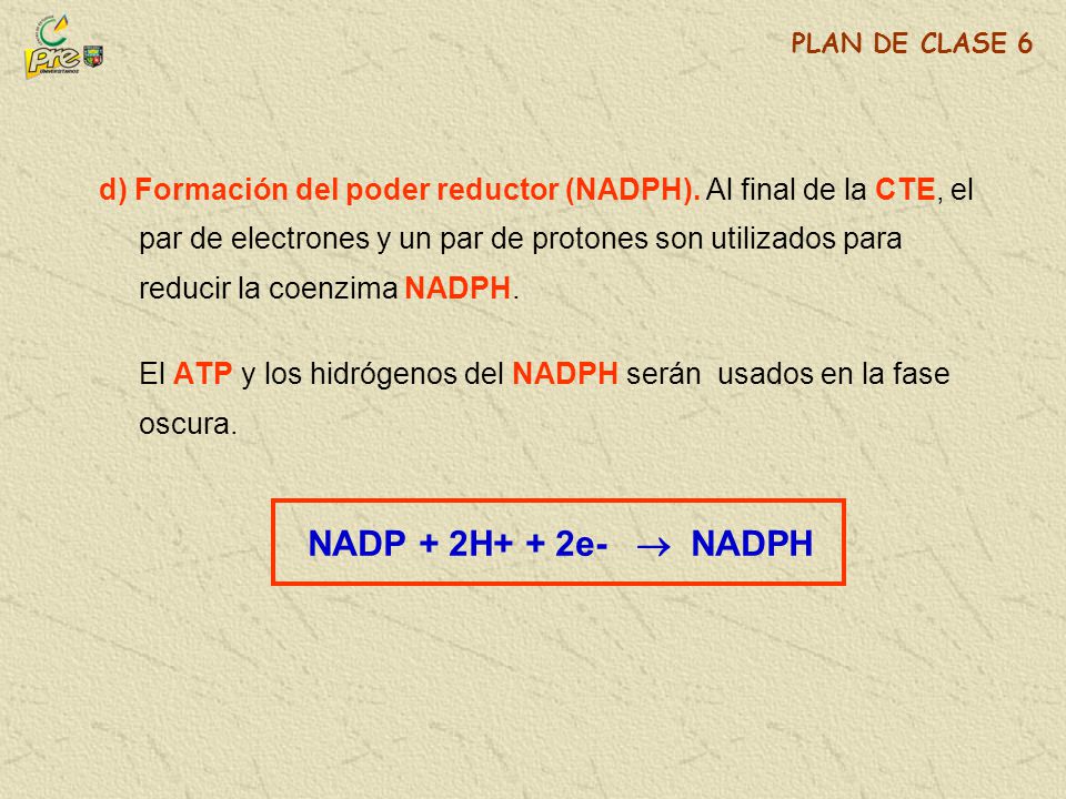 El ATP y los hidrógenos del NADPH serán usados en la fase oscura.
