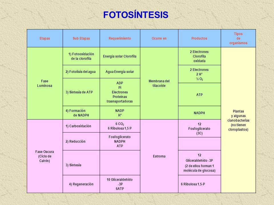 FOTOSÍNTESIS Etapas Sub Etapas Requerimiento Ocurre en Productos Tipos