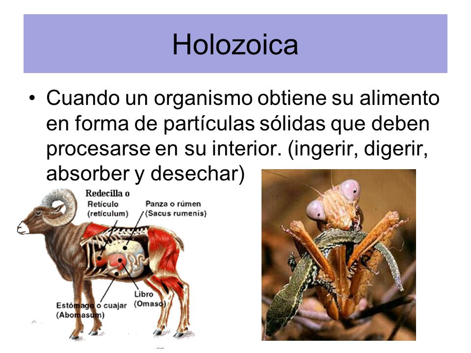 Holozoica