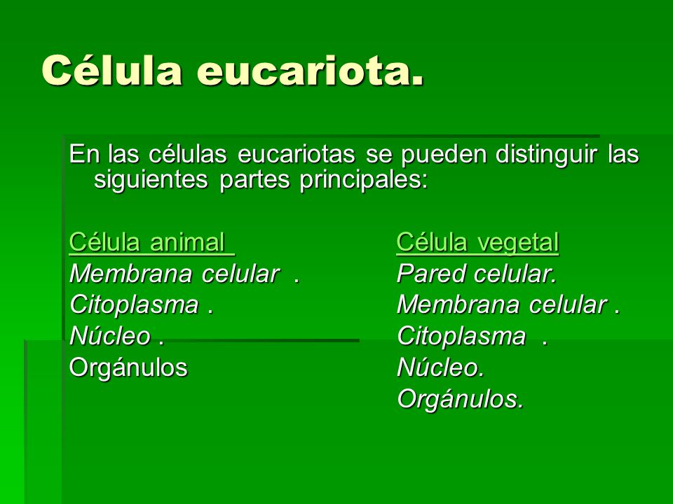 Célula eucariota. En las células eucariotas se pueden distinguir las siguientes partes principales: