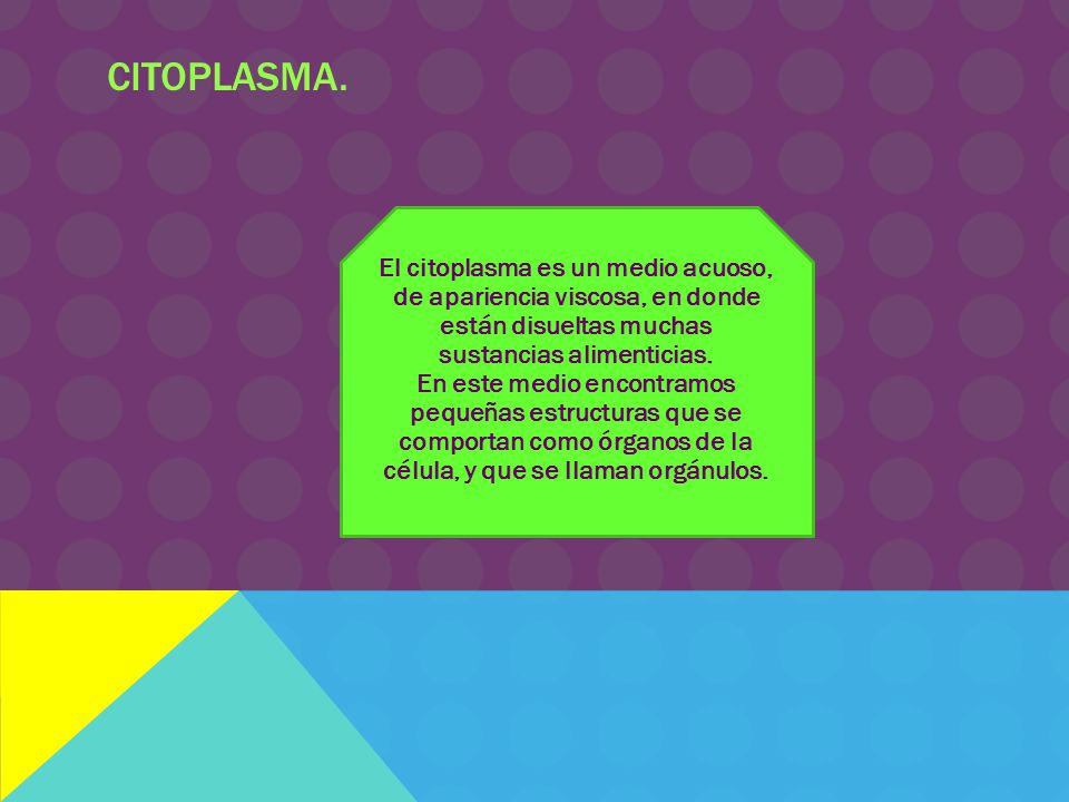 Citoplasma. El citoplasma es un medio acuoso, de apariencia viscosa, en donde están disueltas muchas sustancias alimenticias.