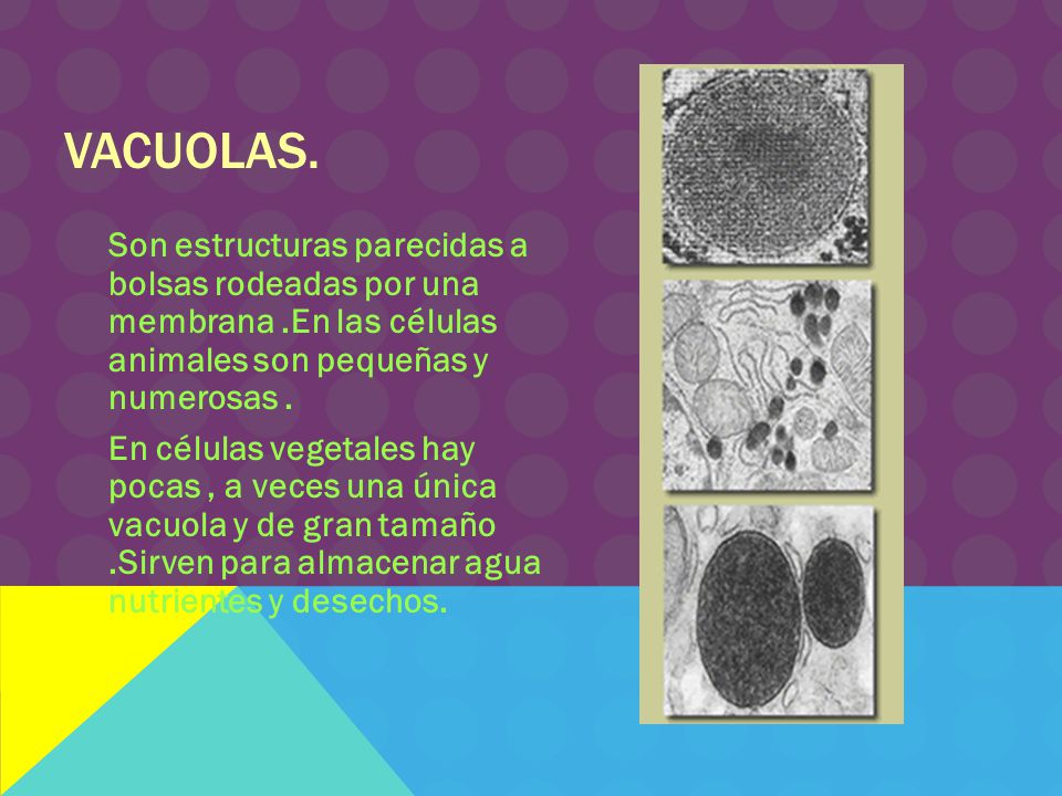Vacuolas. Son estructuras parecidas a bolsas rodeadas por una membrana .En las células animales son pequeñas y numerosas .