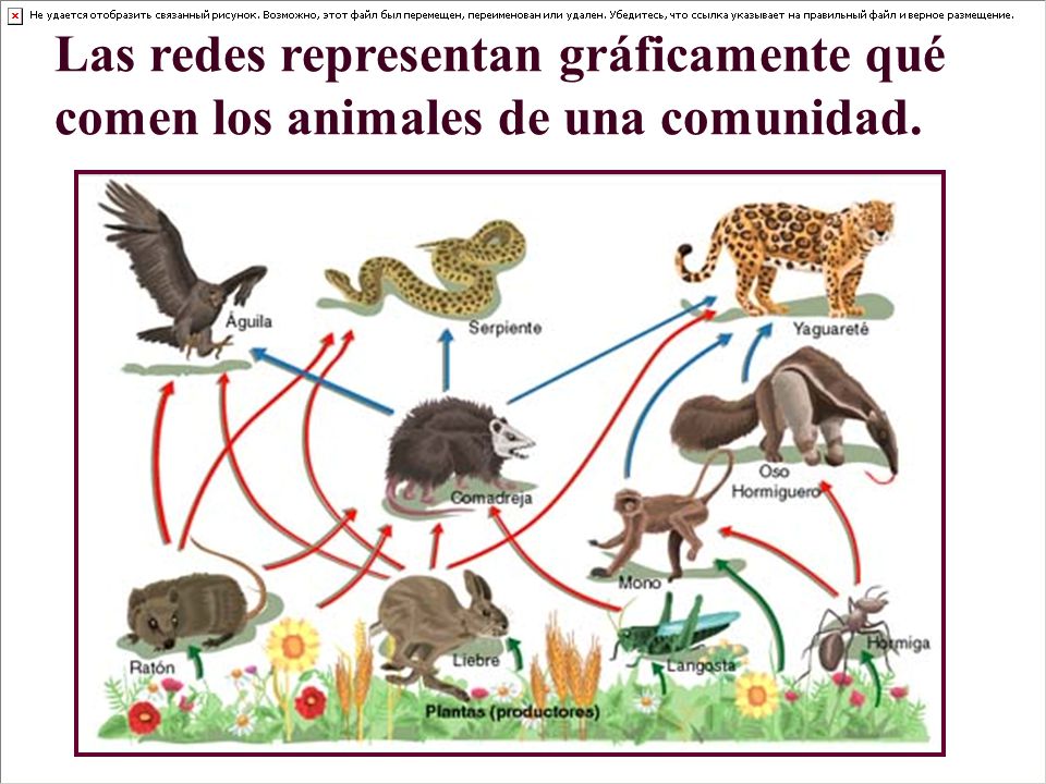 Las redes representan gráficamente qué comen los animales de una comunidad.