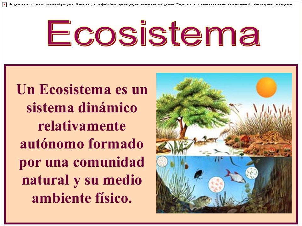 Ecosistema Un Ecosistema es un sistema dinámico relativamente autónomo formado por una comunidad natural y su medio ambiente físico.