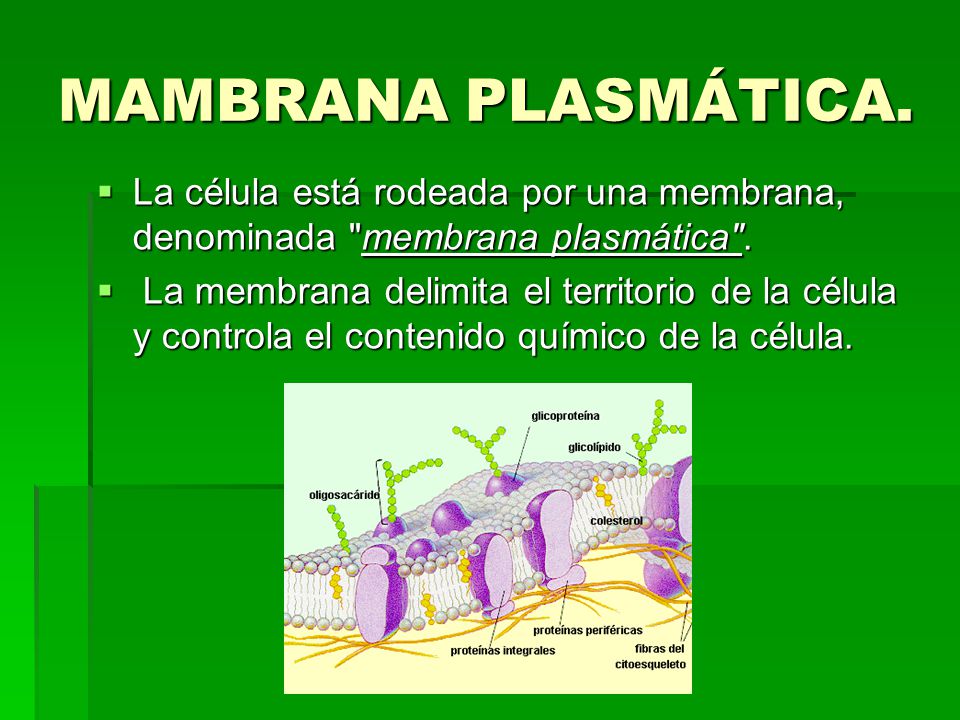 MAMBRANA PLASMÁTICA. La célula está rodeada por una membrana, denominada membrana plasmática .