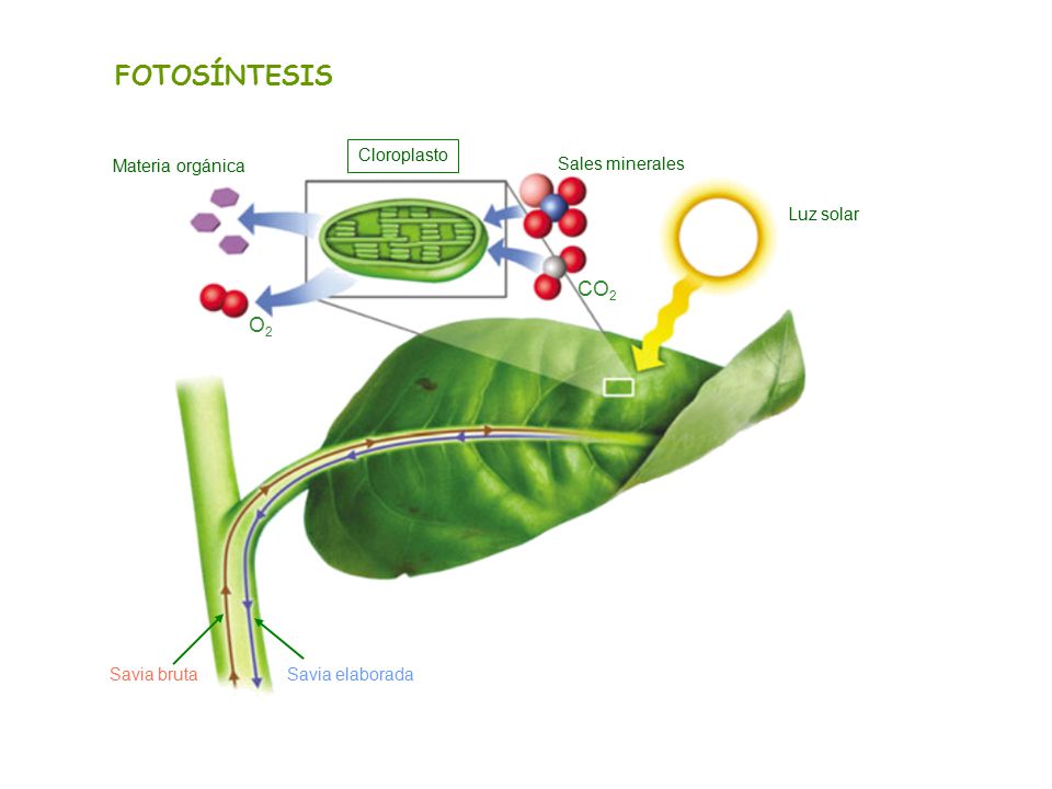 FOTOSÍNTESIS CO2 O2 Cloroplasto Materia orgánica Sales minerales