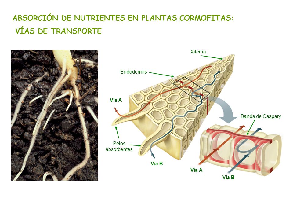 ABSORCIÓN DE NUTRIENTES EN PLANTAS CORMOFITAS: VÍAS DE TRANSPORTE