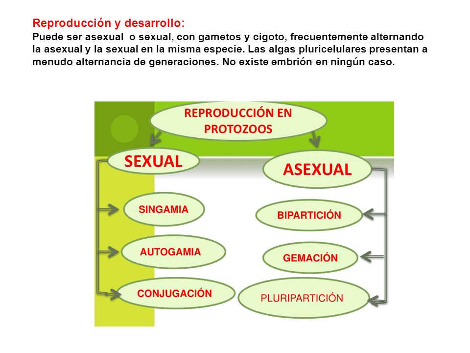 Reproducción y desarrollo: