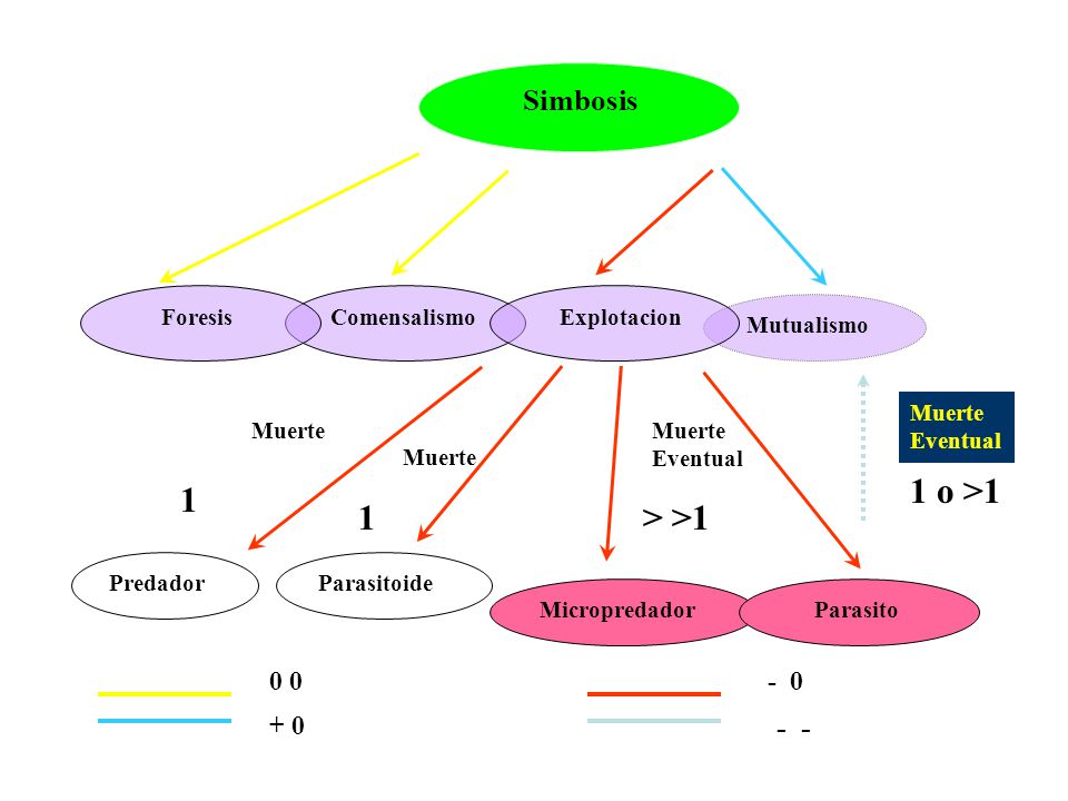 1 o >1 1 1 > >1 - - Simbosis Foresis Comensalismo