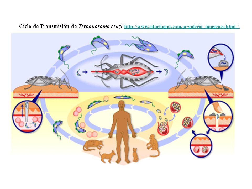 Ciclo de Transmisión de Trypanosoma cruzi   educhagas. com
