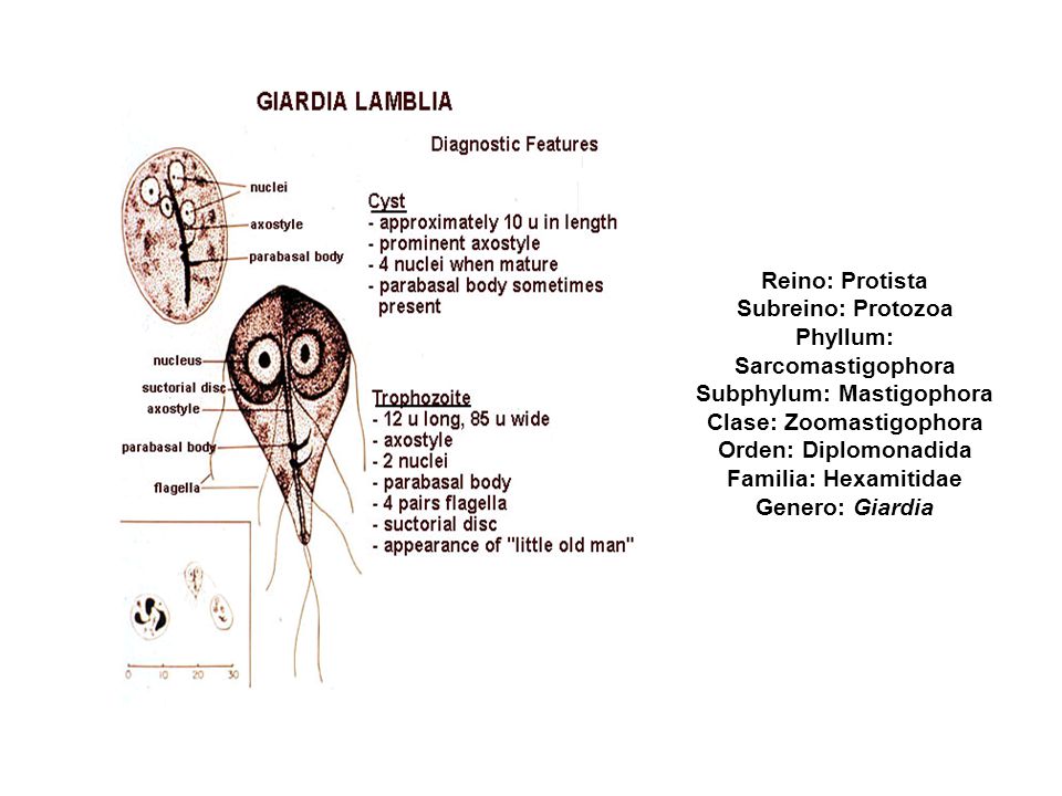 Reino: Protista Subreino: Protozoa Phyllum: Sarcomastigophora Subphylum: Mastigophora Clase: Zoomastigophora Orden: Diplomonadida Familia: Hexamitidae Genero: Giardia