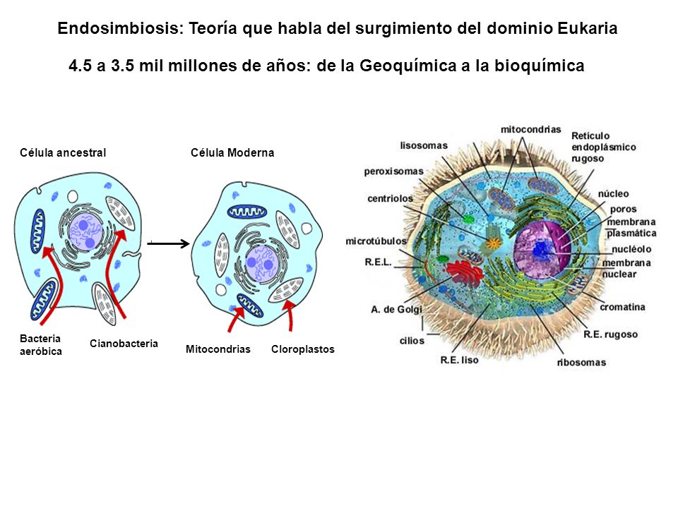 Endosimbiosis: Teoría que habla del surgimiento del dominio Eukaria
