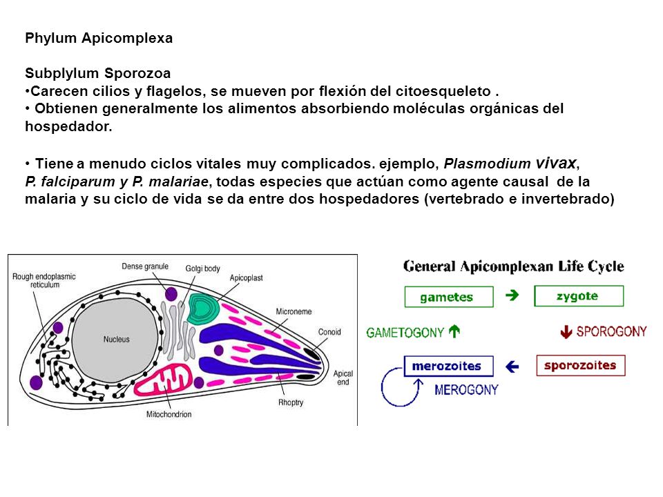 Phylum Apicomplexa Subplylum Sporozoa. Carecen cilios y flagelos, se mueven por flexión del citoesqueleto .