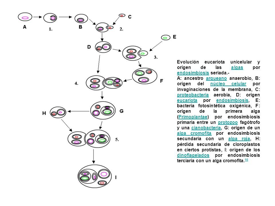 Evolución eucariota unicelular y origen de las algas por endosimbiosis seriada.-