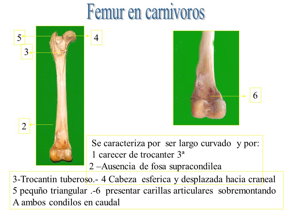 Femur en carnivoros Se caracteriza por ser largo curvado y por: 1 carecer de trocanter 3ª.