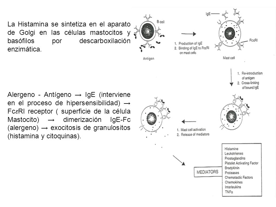 La Histamina se sintetiza en el aparato de Golgi en las células mastocitos y basófilos por descarboxilación enzimática.