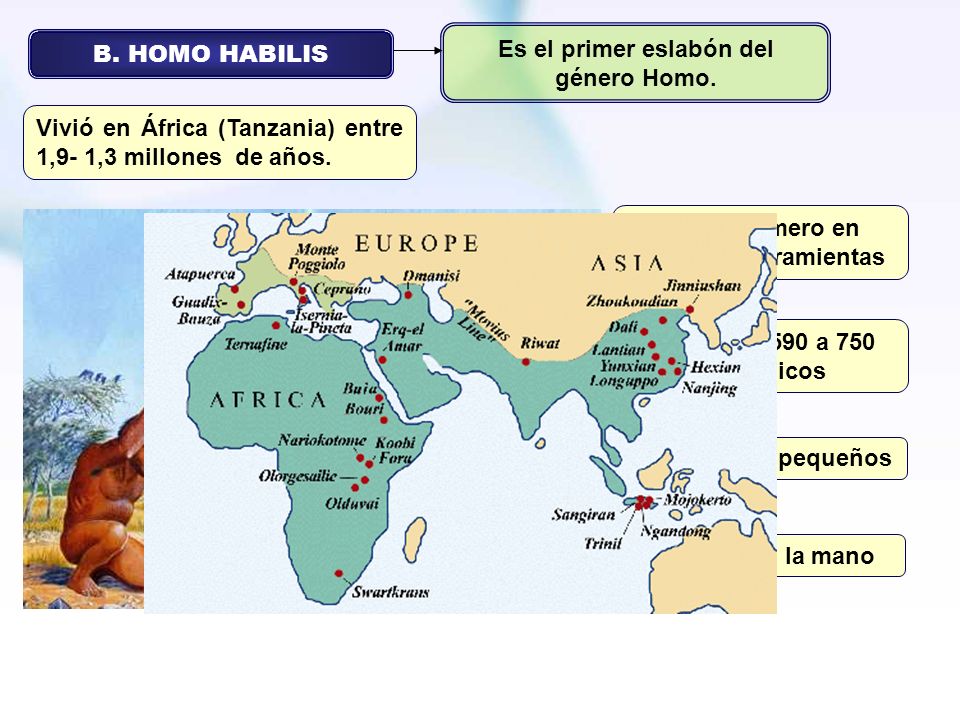 Es el primer eslabón del género Homo. B. HOMO HABILIS
