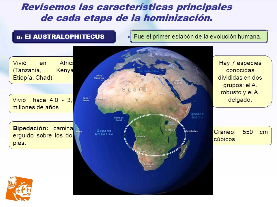 Hay 7 especies conocidas divididas en dos grupos: el A.
