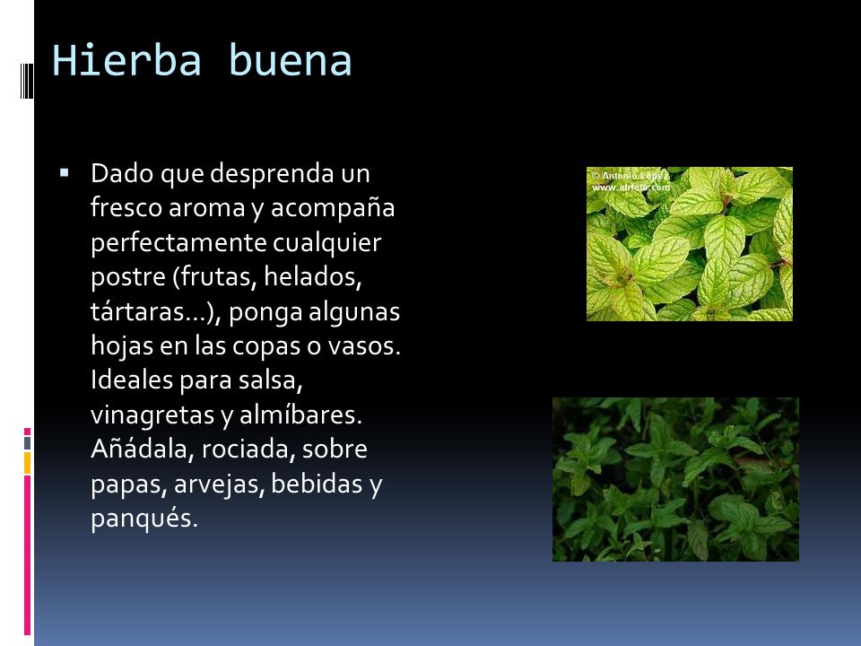 Hierba buena