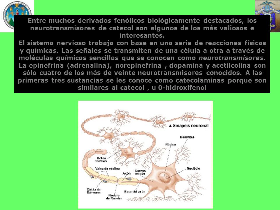 Entre muchos derivados fenólicos biológicamente destacados, los neurotransmisores de catecol son algunos de los más valiosos e interesantes.