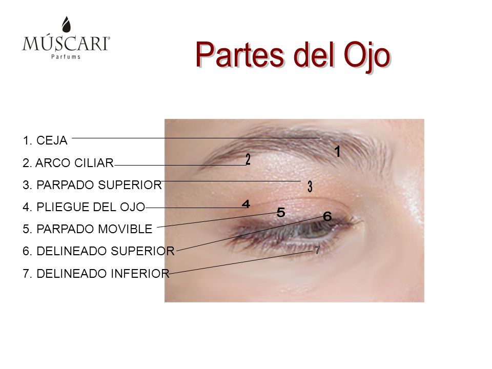 Partes del Ojo 1. CEJA 2. ARCO CILIAR 1 3. PARPADO SUPERIOR 2