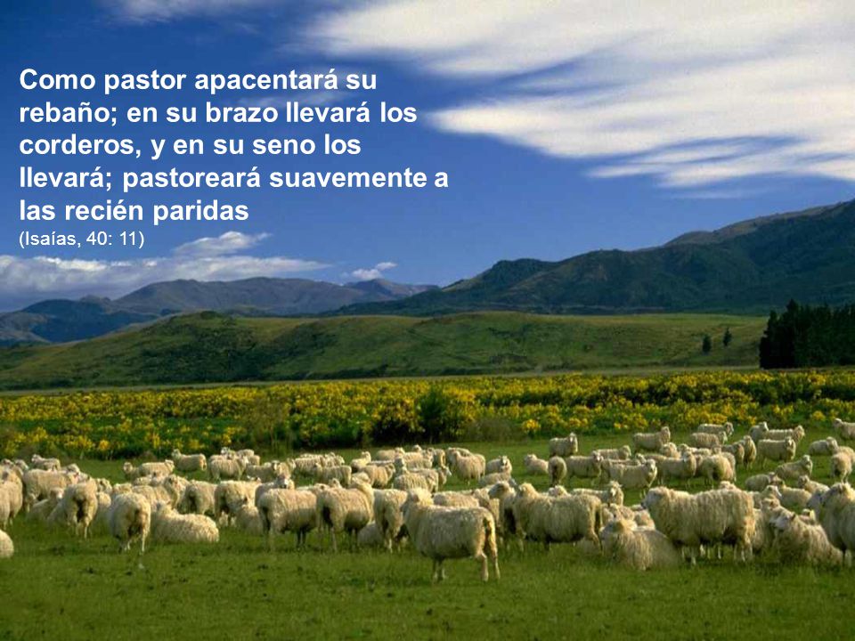 Como pastor apacentará su rebaño; en su brazo llevará los corderos, y en su seno los llevará; pastoreará suavemente a las recién paridas (Isaías, 40: 11)