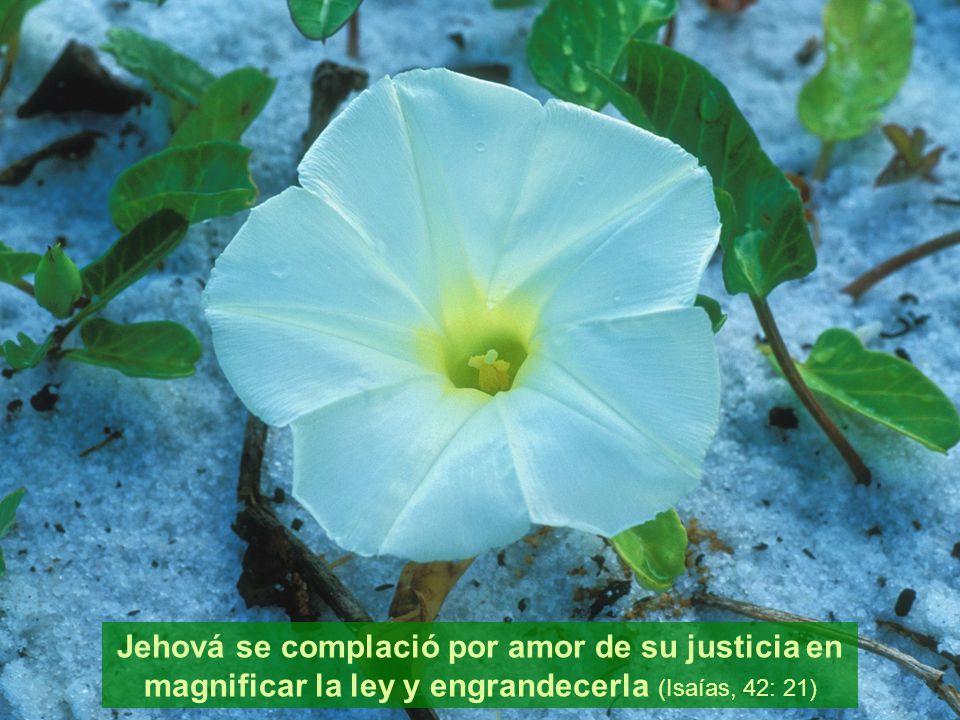 Jehová se complació por amor de su justicia en magnificar la ley y engrandecerla (Isaías, 42: 21)