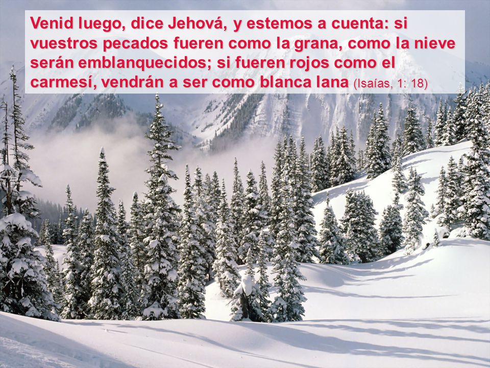 Venid luego, dice Jehová, y estemos a cuenta: si vuestros pecados fueren como la grana, como la nieve serán emblanquecidos; si fueren rojos como el carmesí, vendrán a ser como blanca lana (Isaías, 1: 18)