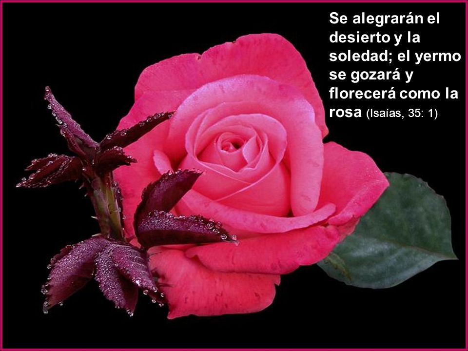 Se alegrarán el desierto y la soledad; el yermo se gozará y florecerá como la rosa (Isaías, 35: 1)
