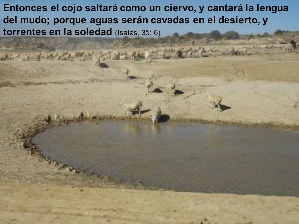 Entonces el cojo saltará como un ciervo, y cantará la lengua del mudo; porque aguas serán cavadas en el desierto, y torrentes en la soledad (Isaías, 35: 6)