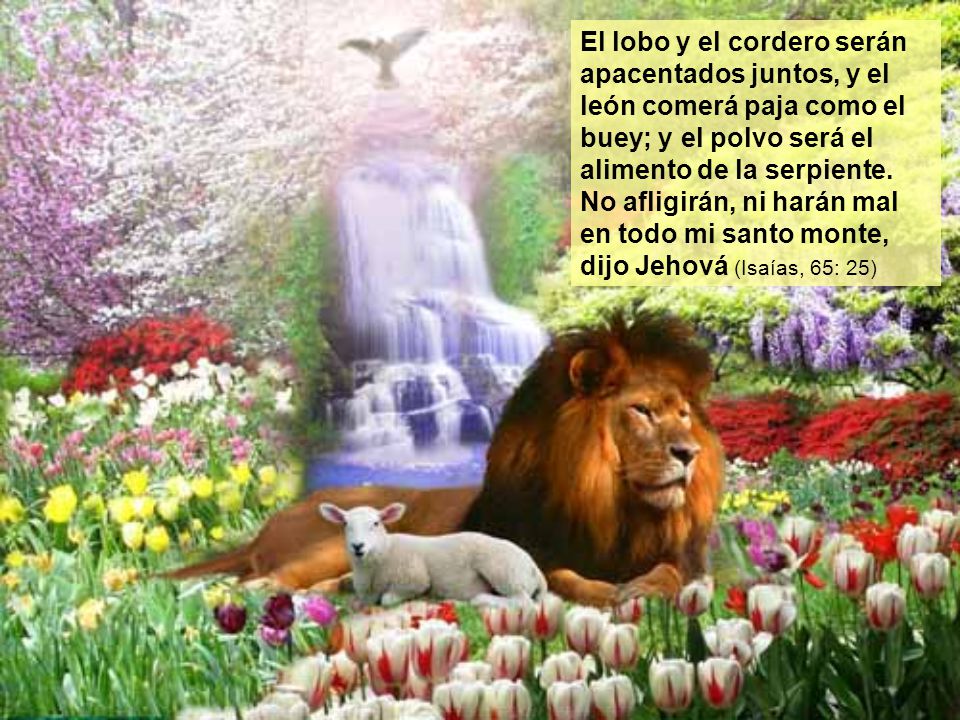 El lobo y el cordero serán apacentados juntos, y el león comerá paja como el buey; y el polvo será el alimento de la serpiente.