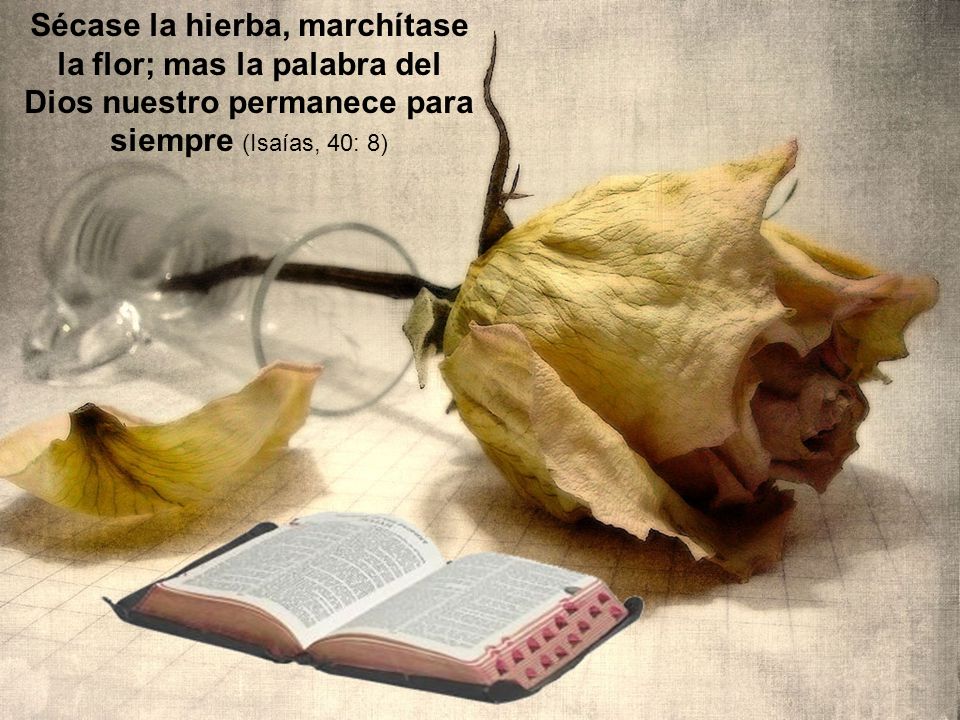 Sécase la hierba, marchítase la flor; mas la palabra del Dios nuestro permanece para siempre (Isaías, 40: 8)