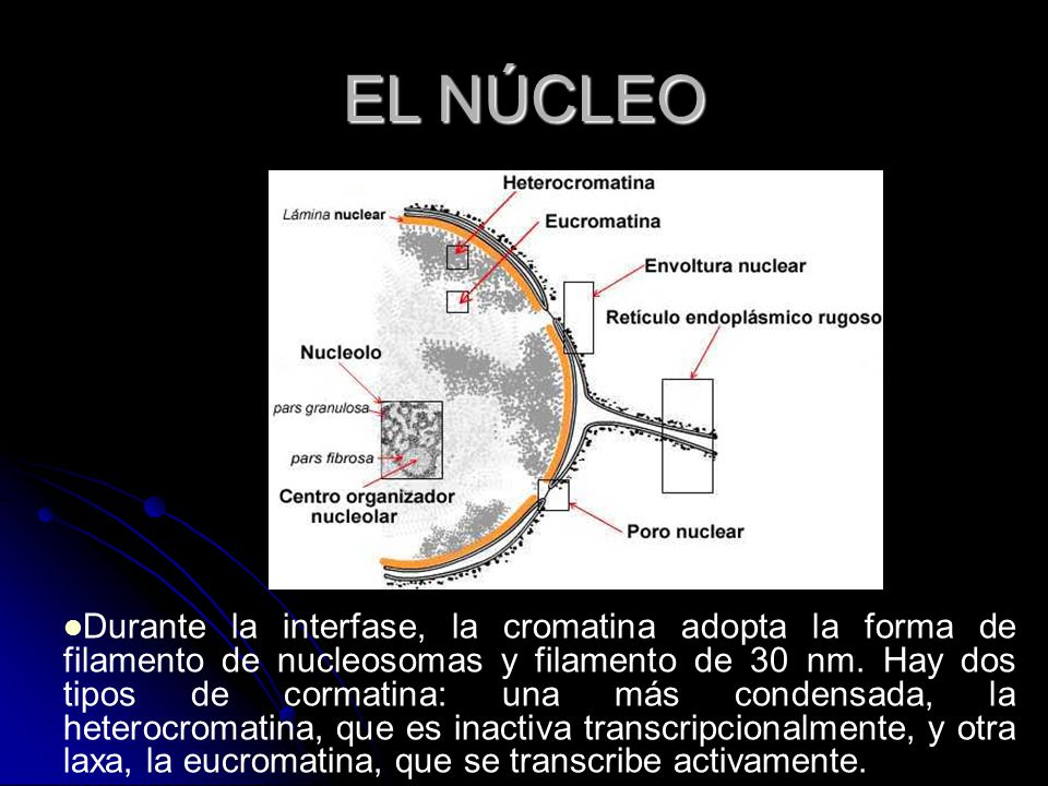 EL NÚCLEO