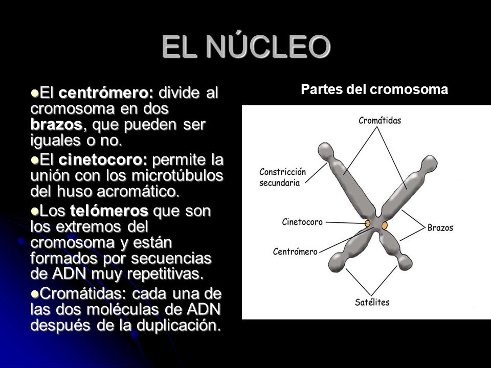 EL NÚCLEO Partes del cromosoma. El centrómero: divide al cromosoma en dos brazos, que pueden ser iguales o no.