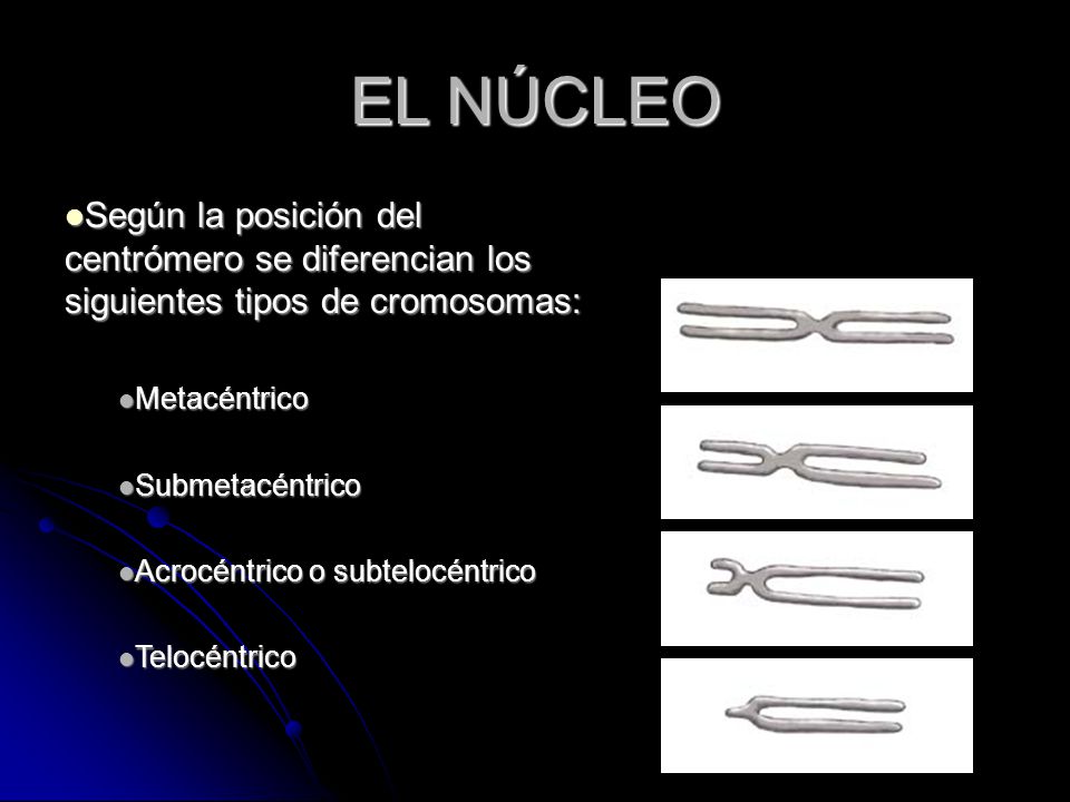 EL NÚCLEO Según la posición del centrómero se diferencian los siguientes tipos de cromosomas: Metacéntrico.